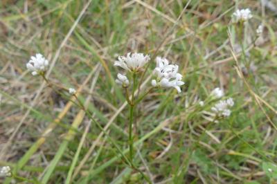 <i>Asperula cynanchica</i>