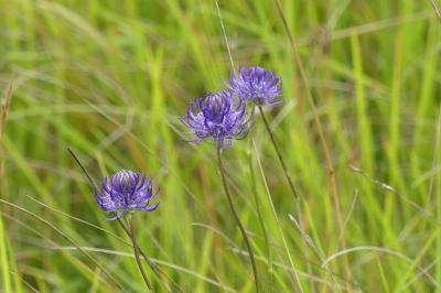 <i>Jasione montana</i>