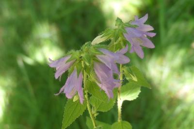 <i>Campanula trachelium</i>
