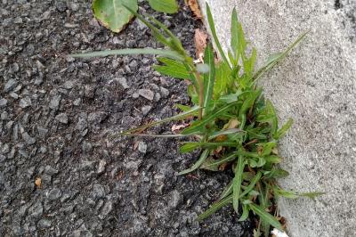 <i>Lactuca saligna</i>