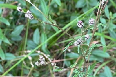 <i>Serratula tinctoria</i>