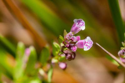 <i>Scutellaria minor</i>