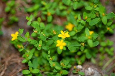 <i>Hypericum humifusum</i>