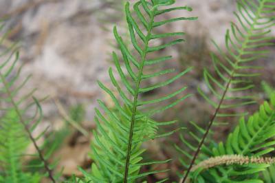 <i>Struthiopteris spicant</i>