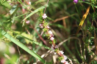 <i>Cuscuta epithymum</i>