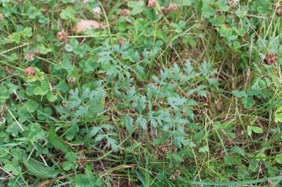 <i>Oreoselinum nigrum</i>