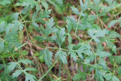 <i>Oreoselinum nigrum</i>