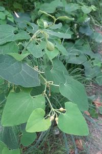 <i>Aristolochia clematitis</i>