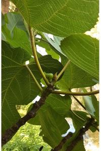 <i>Ficus carica</i>