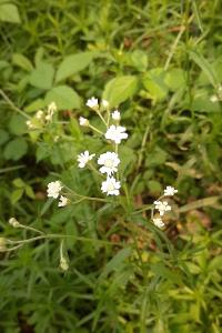<i>Achillea ptarmica</i>