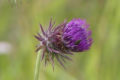 <i>Carduus nutans</i>