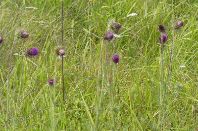 <i>Carduus nutans</i>