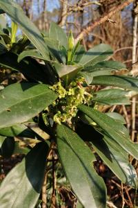 <i>Daphne laureola</i>