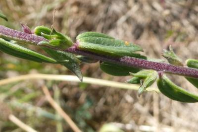 <i>Odontites vernus</i>