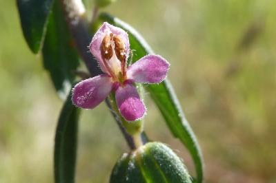 <i>Odontites vernus</i>