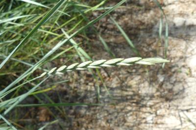 <i>Elytrigia</i>