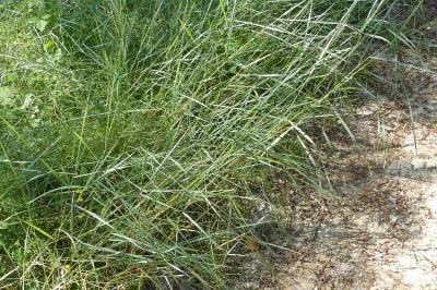 <i>Elytrigia</i>