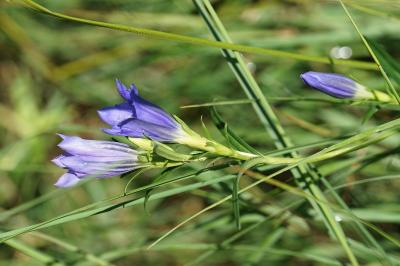 <i>Gentiana pneumonanthe</i>