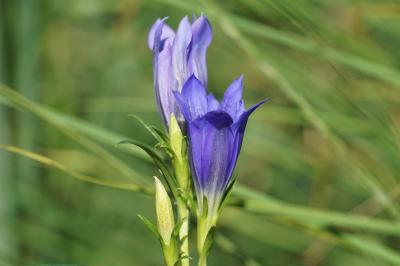 <i>Gentiana pneumonanthe</i>
