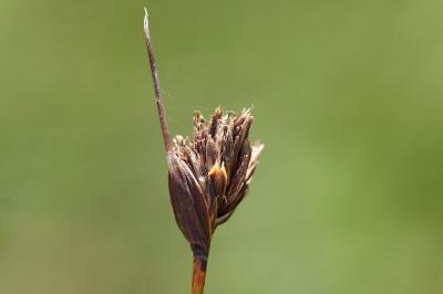 <i>Schoenus nigricans</i>