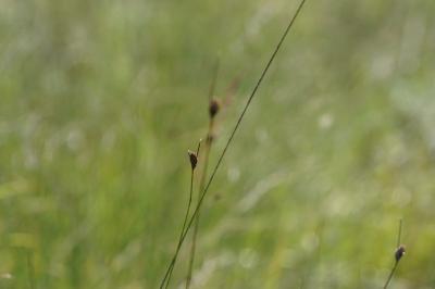 <i>Schoenus nigricans</i>