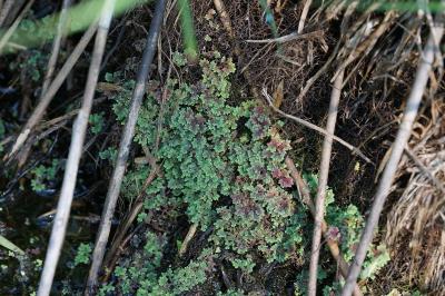 <i>Azolla filiculoides</i>