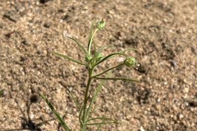 <i>Plantago arenaria</i>