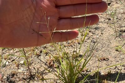 <i>Eragrostis pectinacea</i>