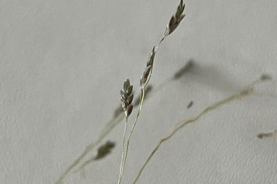 <i>Eragrostis pectinacea</i>