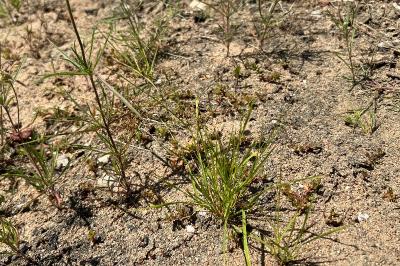 <i>Eragrostis pectinacea</i>