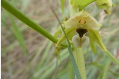 <i>Epipactis muelleri</i>