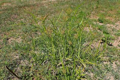 <i>Cyperus eragrostis</i>