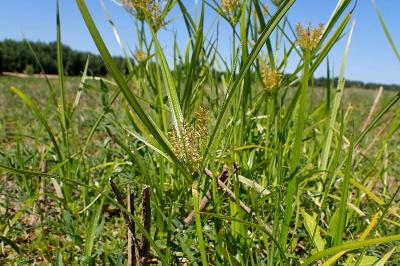 <i>Cyperus eragrostis</i>