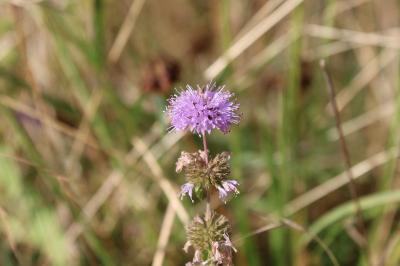 <i>Mentha pulegium</i>