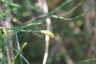 <i>Equisetum ramosissimum</i>