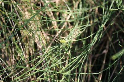 <i>Equisetum ramosissimum</i>