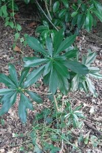 <i>Daphne laureola</i>