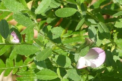 <i>Ononis spinosa</i>