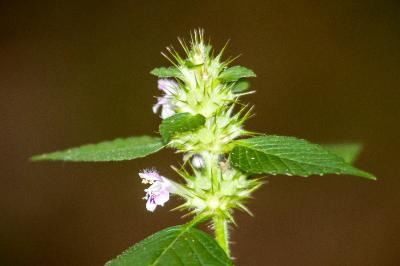 <i>Galeopsis tetrahit</i>