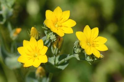 <i>Blackstonia perfoliata</i>