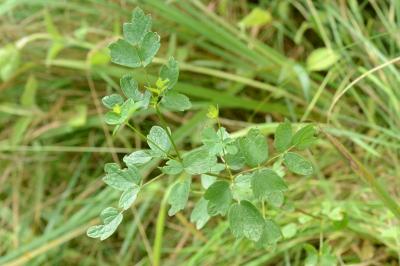 <i>Thalictrum flavum</i>