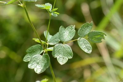 <i>Thalictrum flavum</i>