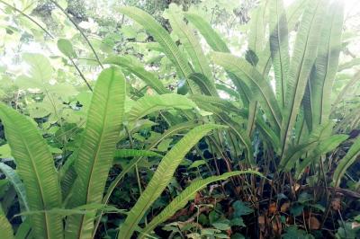 <i>Asplenium scolopendrium</i>