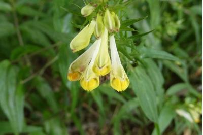 <i>Melampyrum pratense</i>