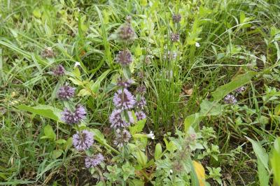 <i>Mentha aquatica</i>