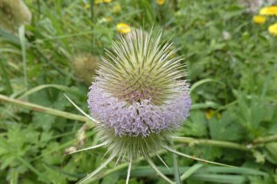 <i>Dipsacus fullonum</i>