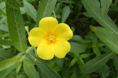 <i>Ludwigia</i>