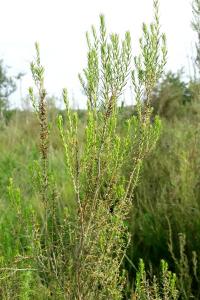 <i>Erica scoparia</i>