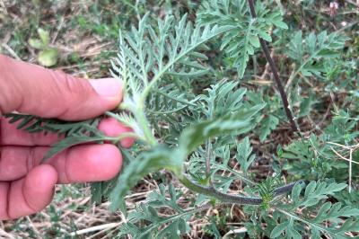 <i>Ambrosia artemisiifolia</i>