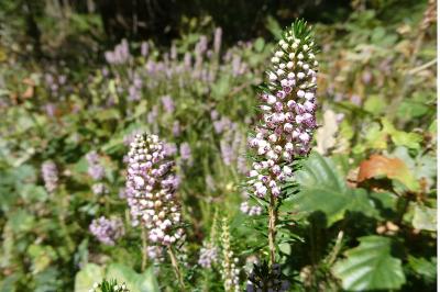 <i>Erica vagans</i>